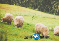 韩国大关岭羊群牧场