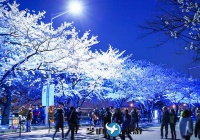 韩国自由行包车 韩国首尔代表性的樱花隧道 汝矣岛汝矣西路 赏樱包车