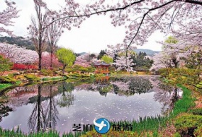 韩国庆州 世界文化遗产与樱花、油菜花的浪漫相遇 包车一日游