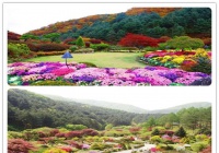 韩国京畿道 美的像梦幻一样的地方晨静树木园