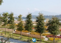 韩国九里市民汉江公园 (韩国波斯菊公园)