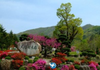 韩国大雅树木园