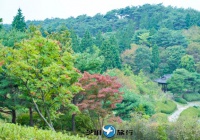 韩国安眠岛自然休养林